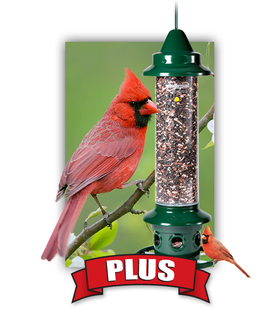 Bird seed, bird feed, and bird feeders large capacity, squirrel proof