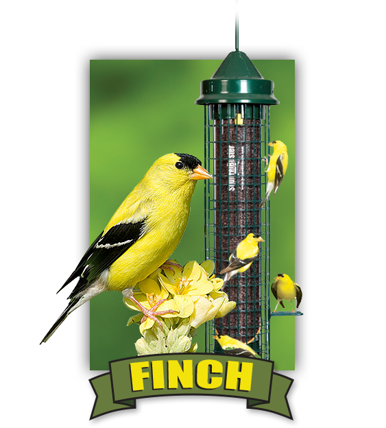 Bird seed, bird feed, and bird feeders for Finches available at Bird Watcher Supply Company