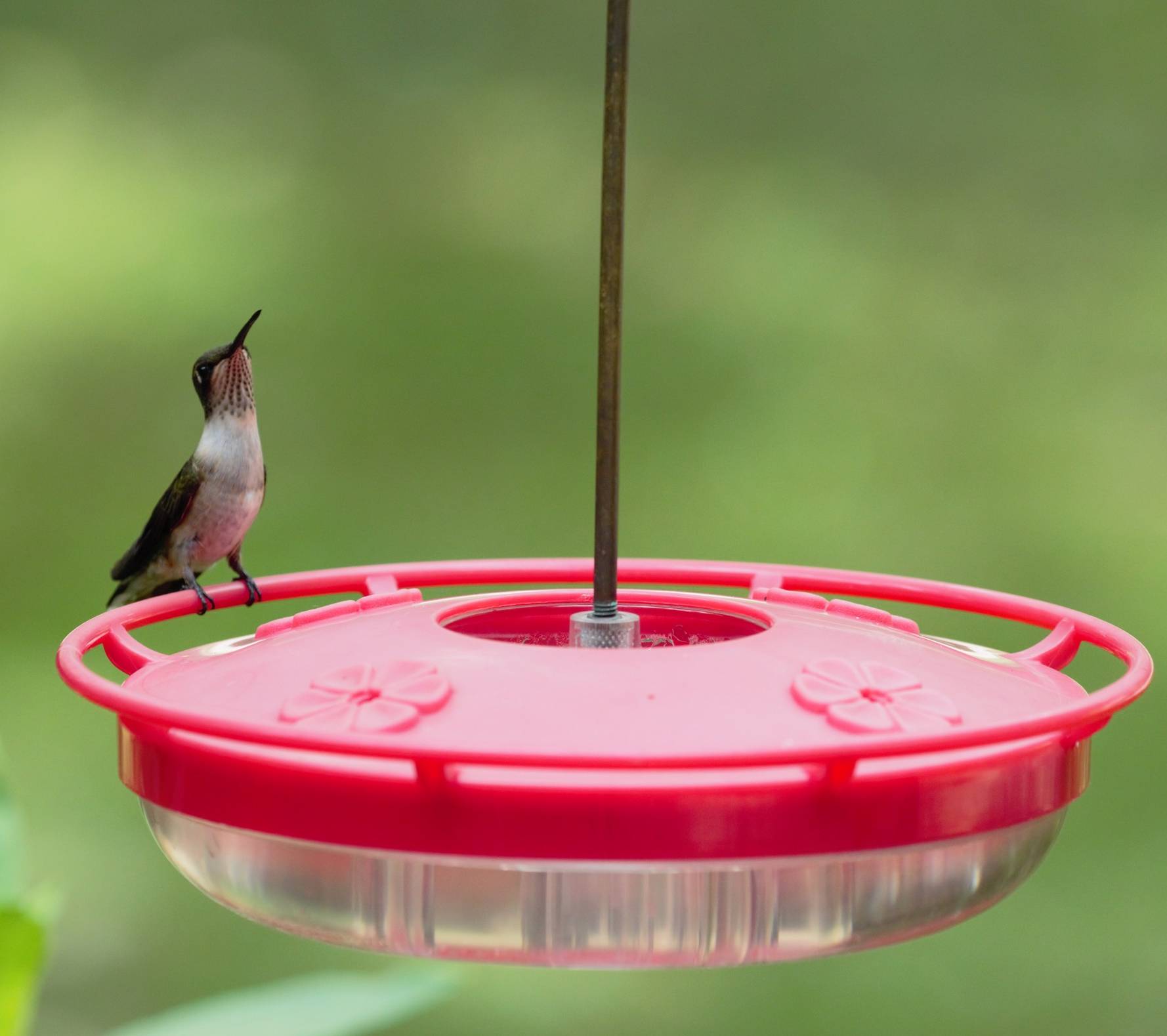 hummingbird feeder, bird feeding, saucer, ruby-throat