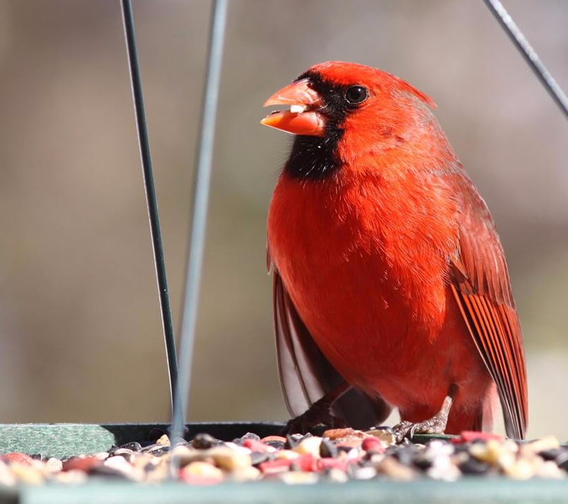 bird food, bird seed, platform feeder, tray feeder, cardinal food