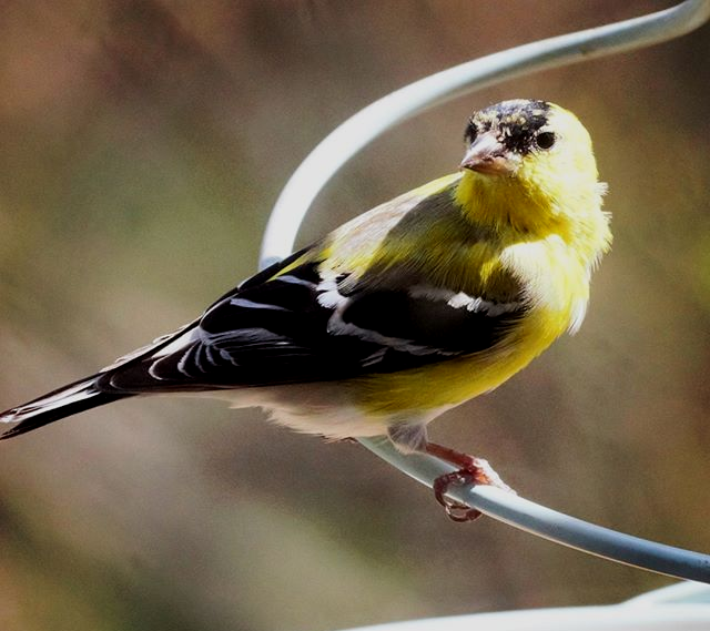 Bird seed, bluebird feeder, suet kibbles, mealworms, Droll Yankee, X-1
